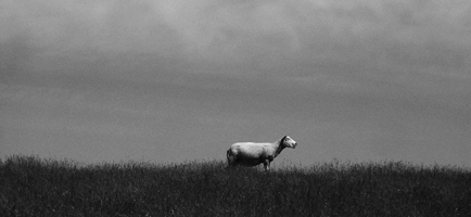 mouton_nb